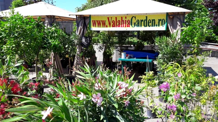 expo-flora slatina