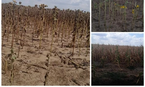 culturi calamitate seceta 2025   colaj foto DAJ Dolj (7) jpeg