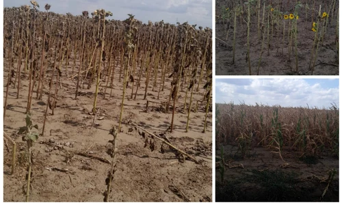 culturi calamitate seceta 2025 colaj foto DAJ Dolj (7) jpeg