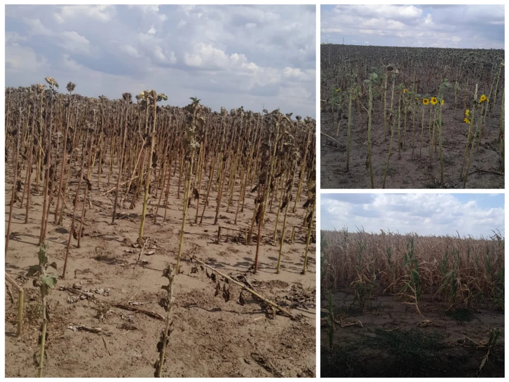 Fermierii loviți de secetă, presați din toate părțile: culturile distruse, datoriile bat la ușă, ajutorul întârzie