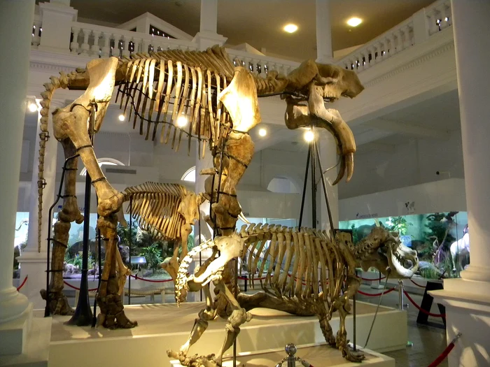 Muzeul Antipa din București Foto: Wikipedia