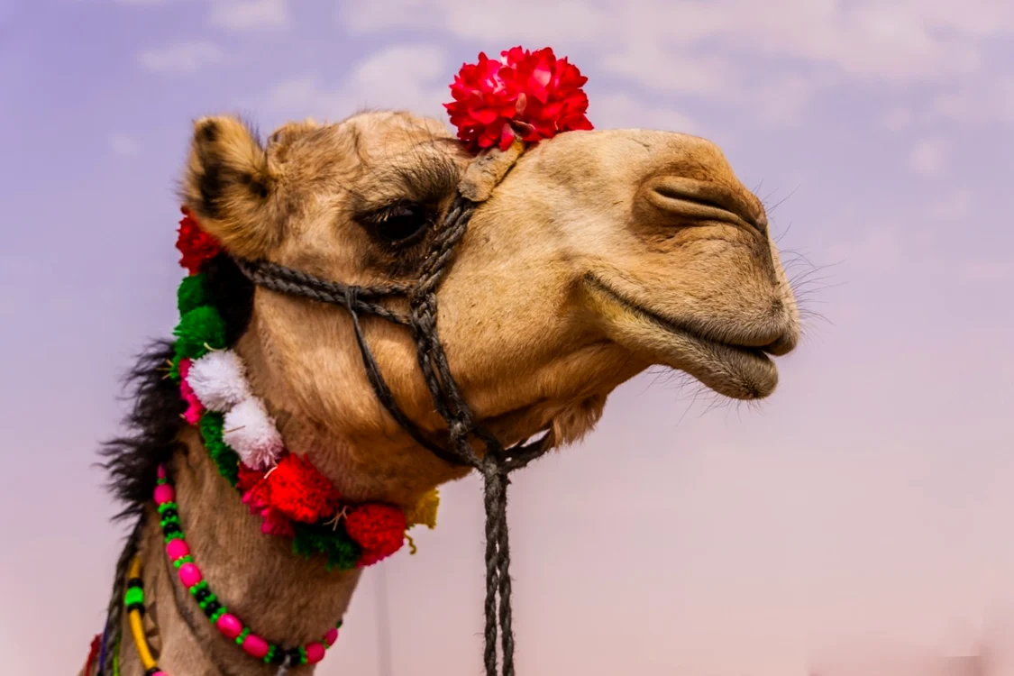 FOTO: Shutterstock