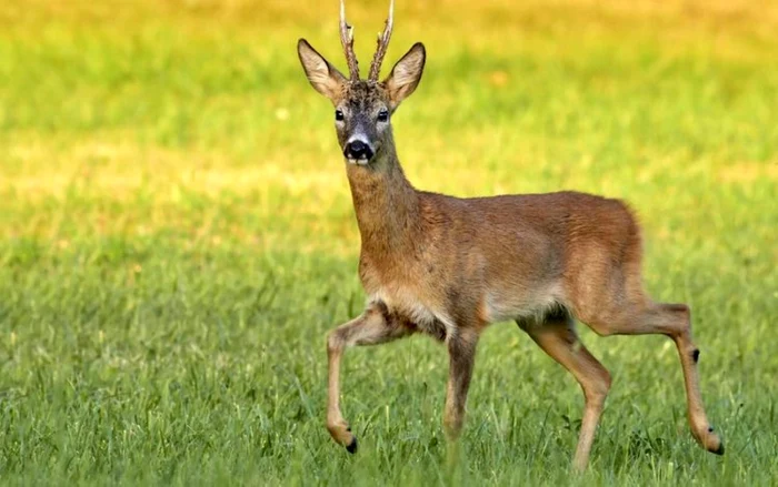 Căprioară. Foto: zoo Braşov.