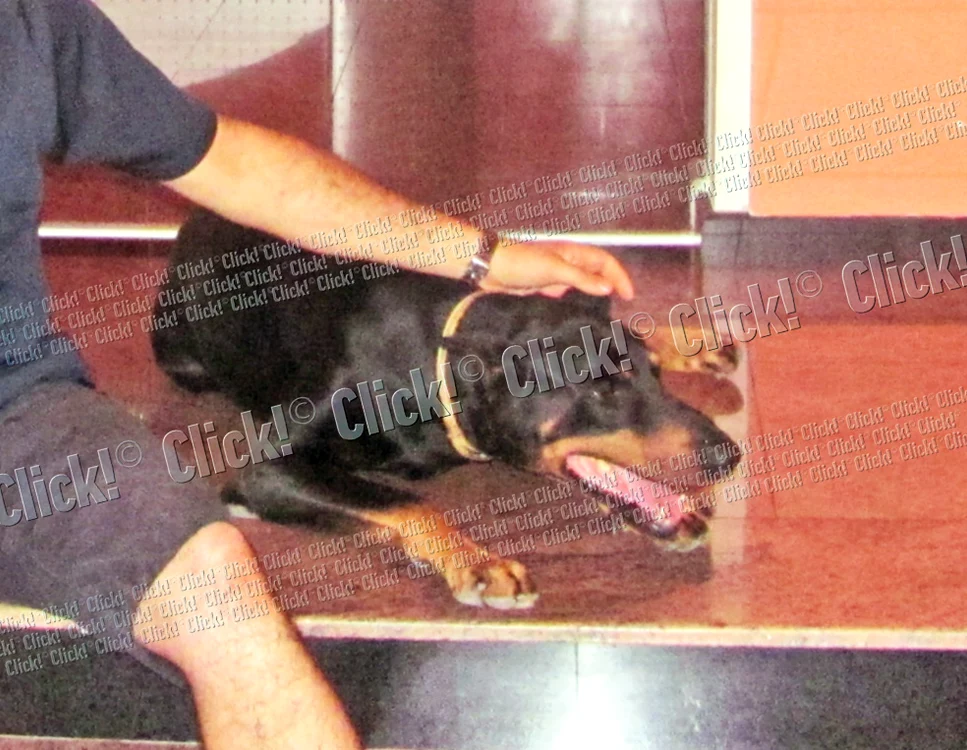 Dobermanul Beny este de zece ani alături de Titi