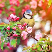 pitigoi flori pom inflorit primavara foto shutterstock