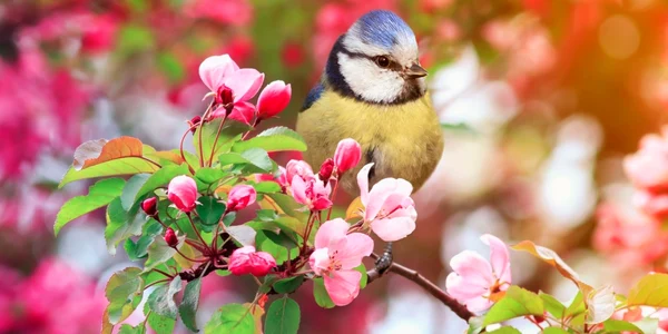 pitigoi flori pom inflorit primavara foto shutterstock