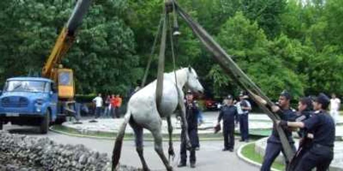 Pompierii au reuşit să-l salveze pe bietul animal foto arhivă