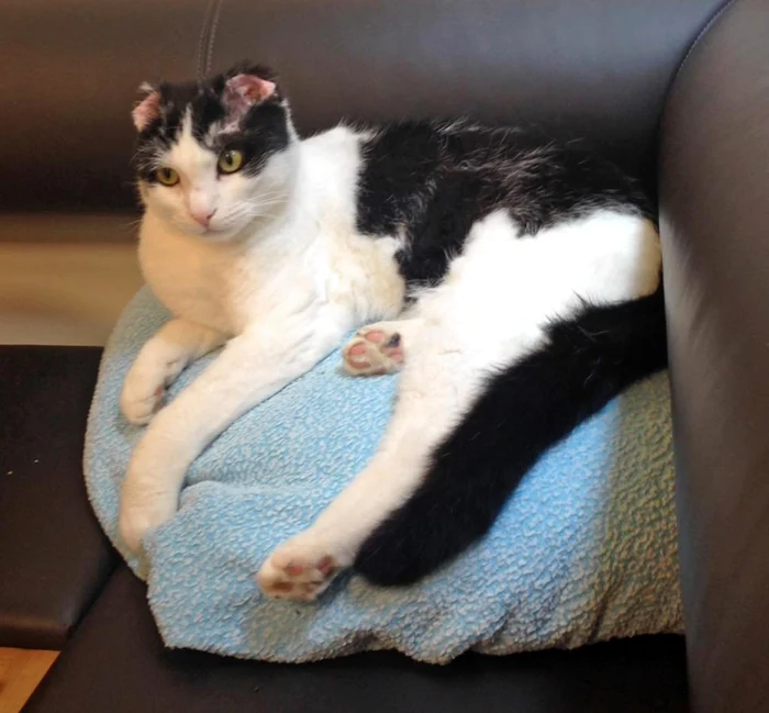 
    Pisica a supravieţuit în mod miraculos  