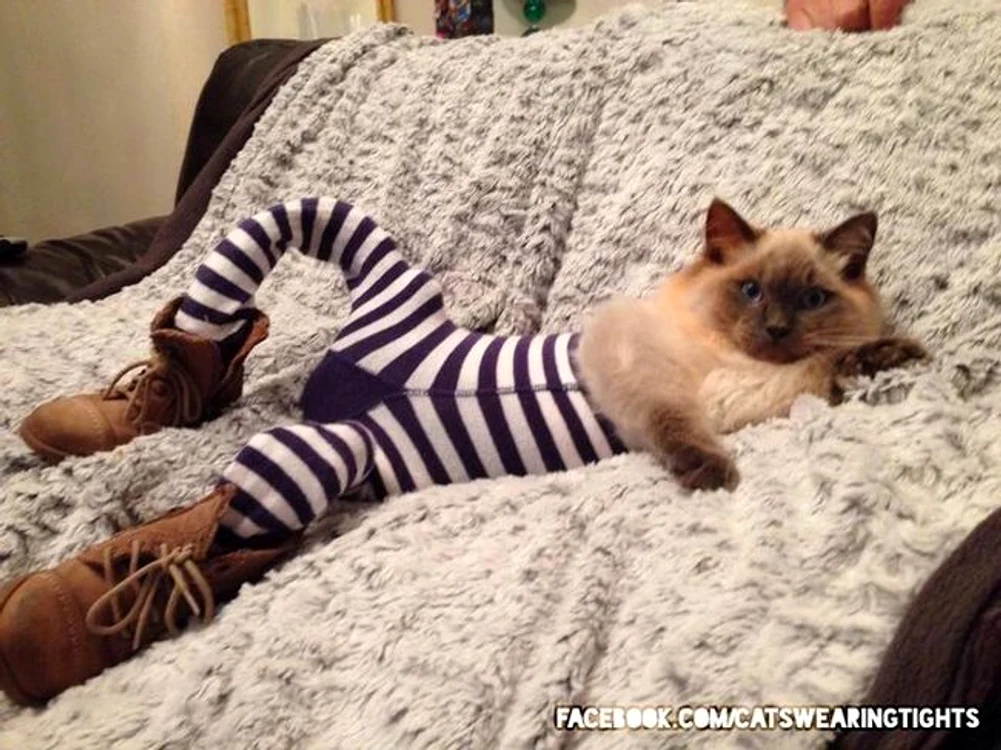 Şi pisicile se relaxeazăFOTO Facebook/CatsWearingTights