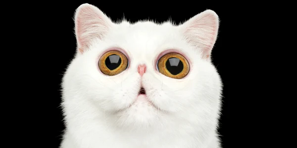 pisica foto shutterstock 445349035 jpg