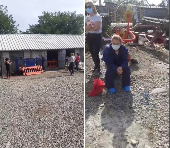 Acţiune de asomare a unor porci dintr-o exploataţie non-profesională din Mihăeşti - Vâlcea sub suspiciunea de pestă porcină Foto colaj