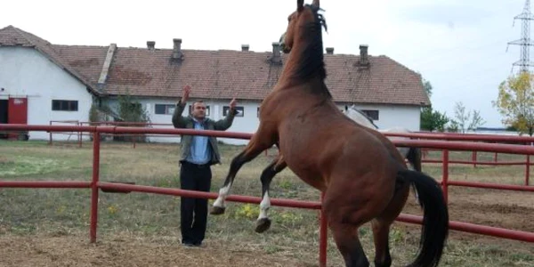 O oră de echitaţie costă 40 de lei
