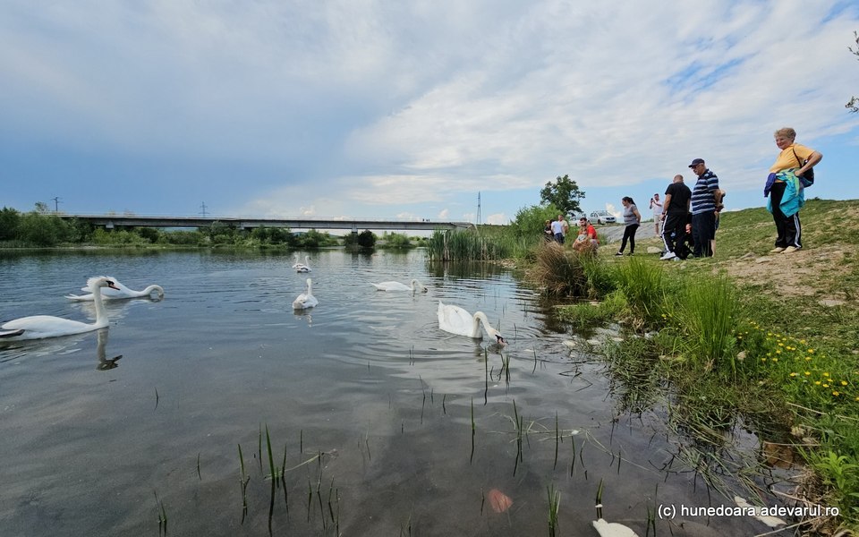 Lacul lebedelor de pe râul Strei din Hunedoara, invadat de turiști. Este plin de păsări prietenoase VIDEO