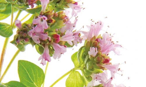 1 53471 original jpg jpeg