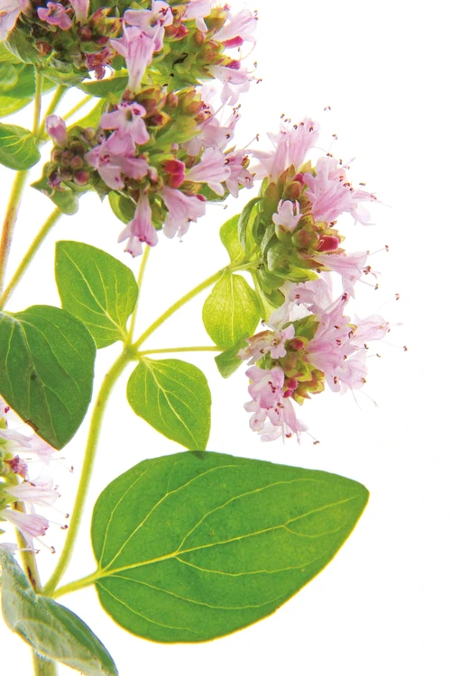 1 53471 original jpg jpeg