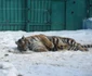 zoo sibiu 6