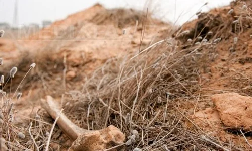 La Tripoli a fost descoperită o groapă comună cu 900 de cadavre, victime ale regimului Gaddafi jpeg