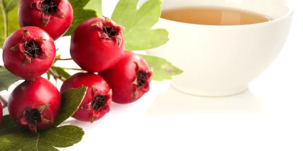paducel planta ceai de paducel shutterstock