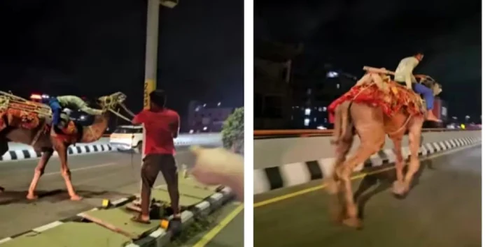 VIDEO Un bărbat vizibil beat, călărind o cămilă pe autostradă. Autorul filmării a reușit să salveze animalul