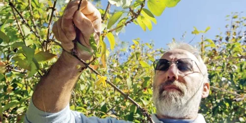 Profesorul Gyorgy Feszt, de la Grădina Botanică din Cluj, lângă tufele înflorite de Forsythia 