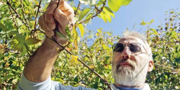 Profesorul Gyorgy Feszt, de la Grădina Botanică din Cluj, lângă tufele înflorite de Forsythia 
