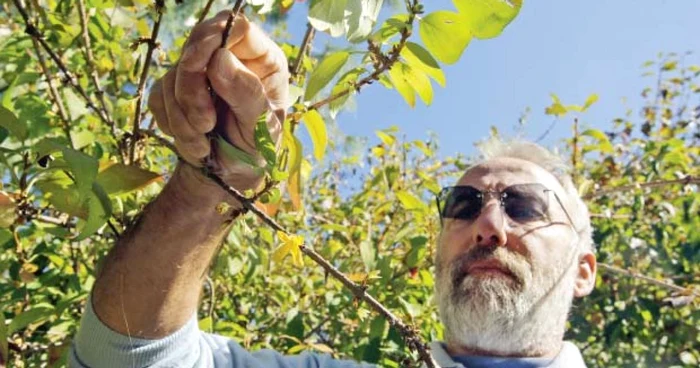 Profesorul Gyorgy Feszt, de la Grădina Botanică din Cluj, lângă tufele înflorite de Forsythia 