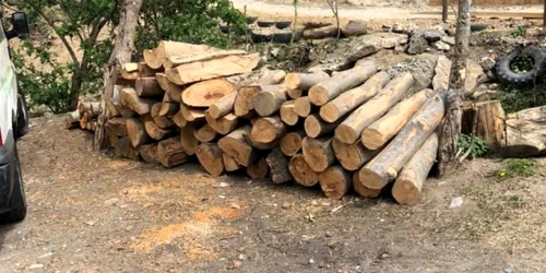 Hoţi de lemne surprinşi la furat de un pădurar şi puşi pe fugă cu focuri de armă în zona Valea lui Stan - Vâlcea Foto Facebook - în imagine o parte din arborii tăiaţi 