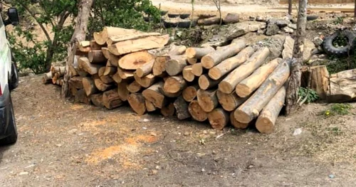 Hoţi de lemne surprinşi la furat de un pădurar şi puşi pe fugă cu focuri de armă în zona Valea lui Stan - Vâlcea Foto Facebook - în imagine o parte din arborii tăiaţi
