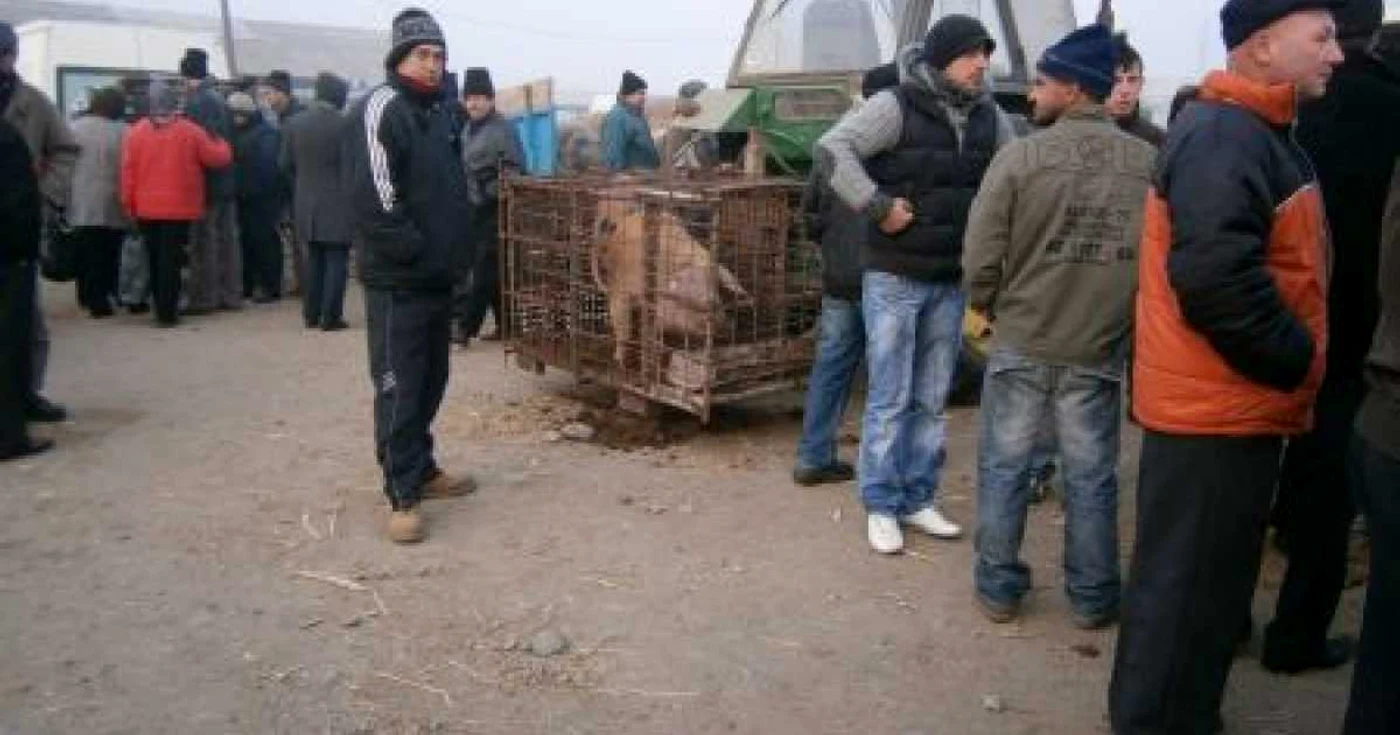 Porcii cumpăraţi din târg sau din alte locuri trebuie să fie crotaliaţi
