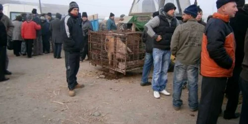 Porcii cumpăraţi din târg sau din alte locuri trebuie să fie crotaliaţi