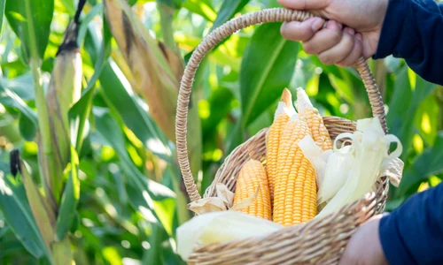 I╠éngra╠ås╠ªa╠åma╠éntul foliar  Secretul pentru culturi mai bogate jpg