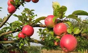 mar cu fructe pixabay com jpeg