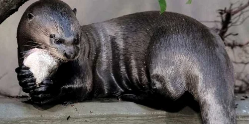 O vidră gigant ia micul dejun la grădina zoologică din Lodz Germania FOTO EPA-EFE / Grzegorz Michalowski