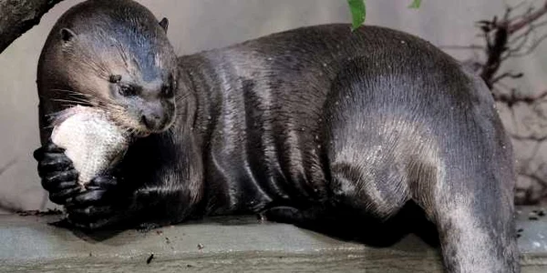 O vidră gigant ia micul dejun la grădina zoologică din Lodz Germania FOTO EPA-EFE / Grzegorz Michalowski