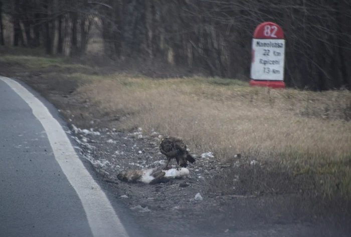 Șorecar mare cu prada sa FOTO ANANP Botoșani