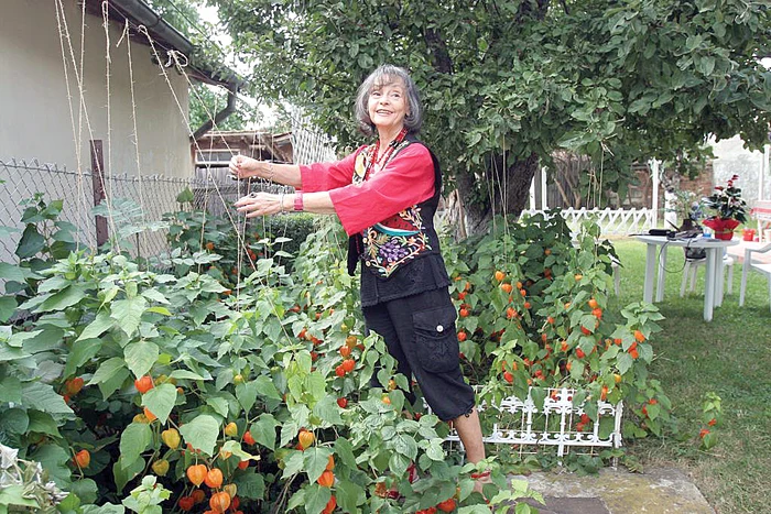 Punctul de atracţie al grădinii sunt florile portocalii, denumite popular “clopoţei”