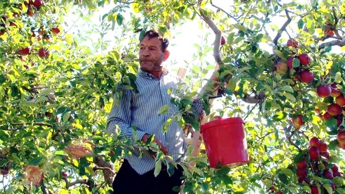 "Nu găsiţi nicăieri mere ca la noi", se laudă Laurenţiu, pomicultor din Valea DâmboviţeiFoto: "Adevărul"
