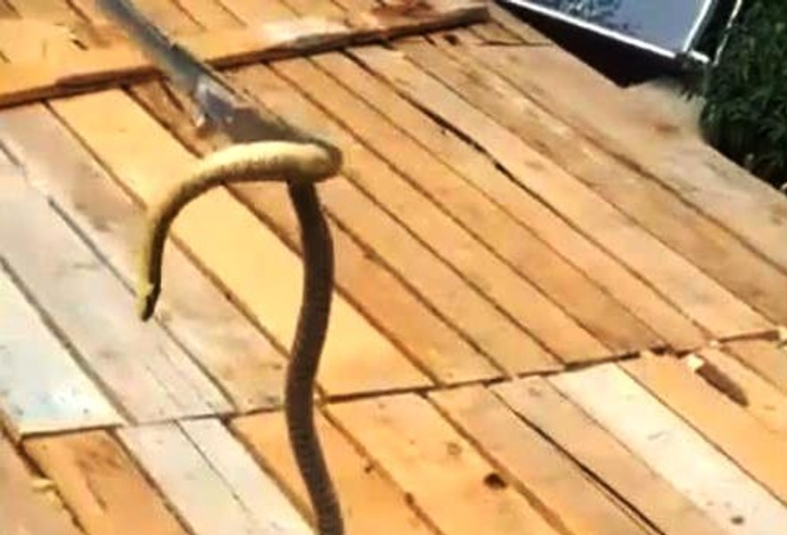 „Balaur dobrogean”, găsit de un localnic din Tulcea. Este printre cei mai mari șerpi din România VIDEO