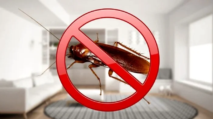 Cum să scapi de gândacii de bucătărie. Foto: arhiva.