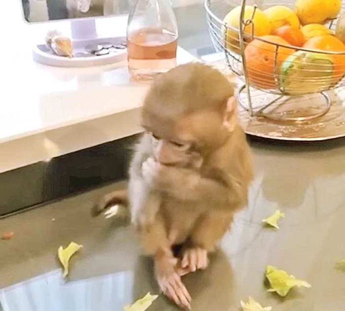 Maimuţei îi place la nebunie salata