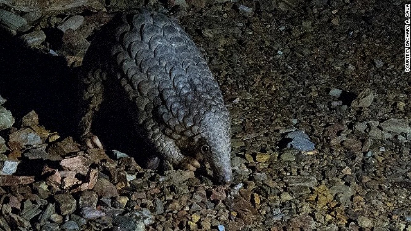 Pangolinul este o delicatesă în China. FOTO cnn.com