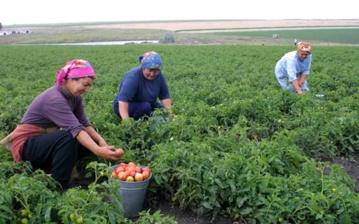 Recoltarea rosiilor în Republica Moldova FOTO Tudor Iovu