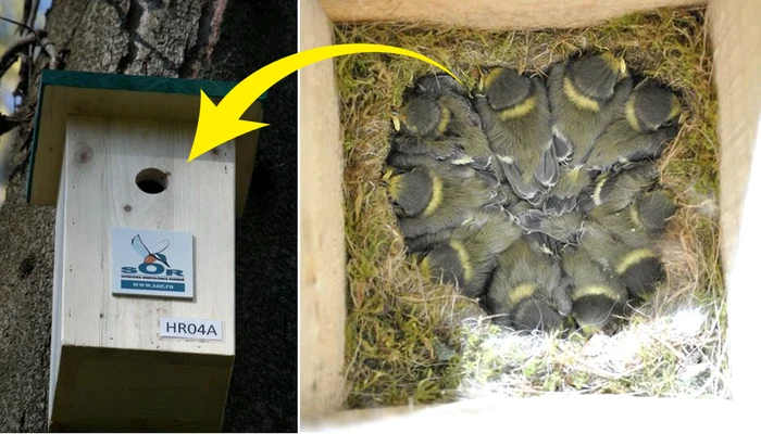 Primele cuiburi au fost amplasate în Herăstrău (foto: SOR)