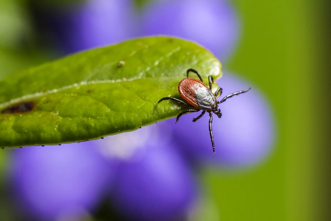Căpșele pot fi foarte periculoase / foto: Pixabay