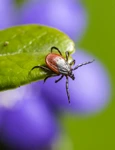 Atentie la capuse Cand sa apelezi la medic  Sursa foto Pixabay  ixodes ricinus 5260258 1280 jpg