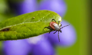 Atentie la capuse Cand sa apelezi la medic  Sursa foto Pixabay  ixodes ricinus 5260258 1280 jpg