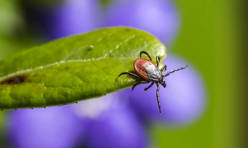 Atentie la capuse Cand sa apelezi la medic  Sursa foto Pixabay  ixodes ricinus 5260258 1280 jpg