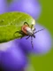 Atentie la capuse Cand sa apelezi la medic  Sursa foto Pixabay  ixodes ricinus 5260258 1280 jpg
