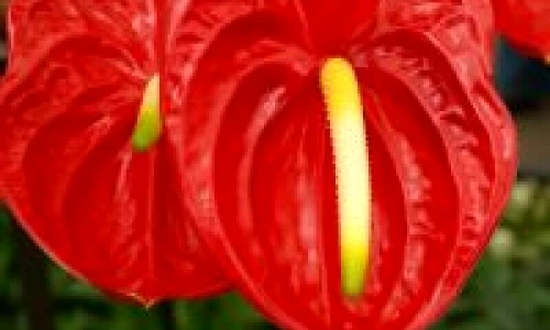 1 46581 original jpg jpeg