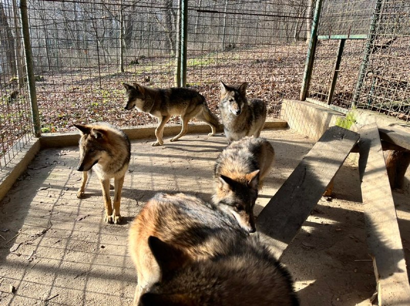 Fetiță de 8 ani mușcată de lup la ZOO Dumbrava Sibiului. Cum s-a produs incidentul